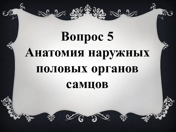 Вопрос 5 Анатомия наружных половых органов самцов