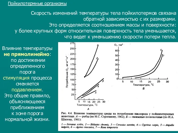 Скорость изменений температуры тела пойкилотермов связана обратной зависимостью с их размерами. Это