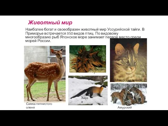 Животный мир Наиболее богат и своеобразен животный мир Уссурийской тайги. В Приморье