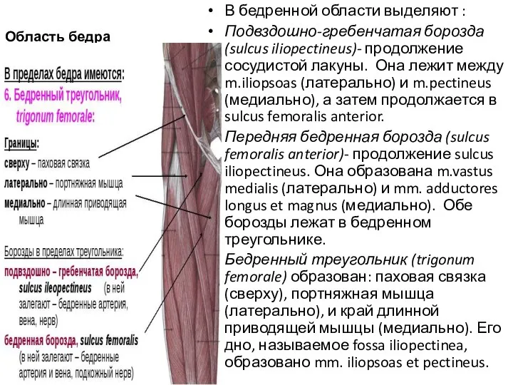Область бедра В бедренной области выделяют : Подвздошно-гребенчатая борозда (sulcus iliopectineus)- продолжение