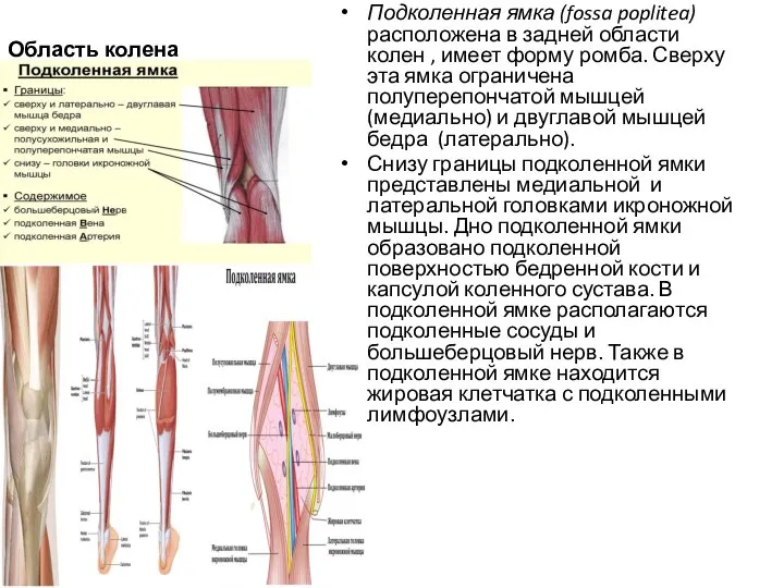 Область колена Подколенная ямка (fossa poplitea) расположена в задней области колен ,