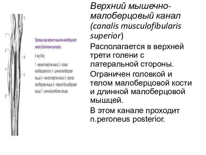 Верхний мышечно-малоберцовый канал (canalis musculofibularis superior) Располагается в верхней трети голени с