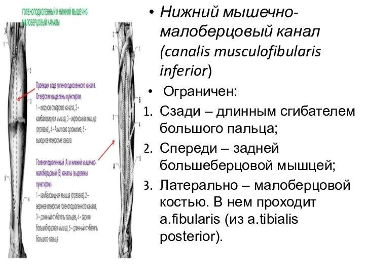 Нижний мышечно-малоберцовый канал (canalis musculofibularis inferior) Ограничен: Сзади – длинным сгибателем большого