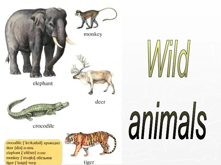 Wild animals