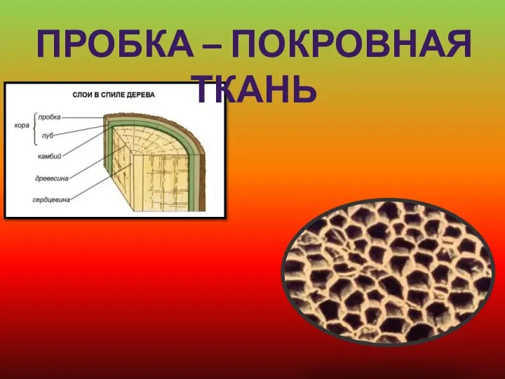 ПРОБКА – ПОКРОВНАЯ ТКАНЬ