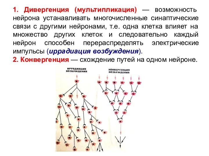 1. Дивергенция (мультипликация) — возможность нейрона устанавливать многочисленные синаптические связи с другими