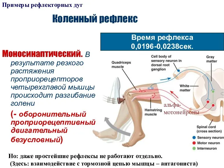 Коленный рефлекс Моносинаптический. В результате резкого растяжения проприорецепторов четырехглавой мышцы происходит разгибание