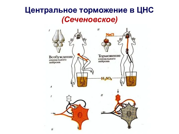 Центральное торможение в ЦНС (Сеченовское)