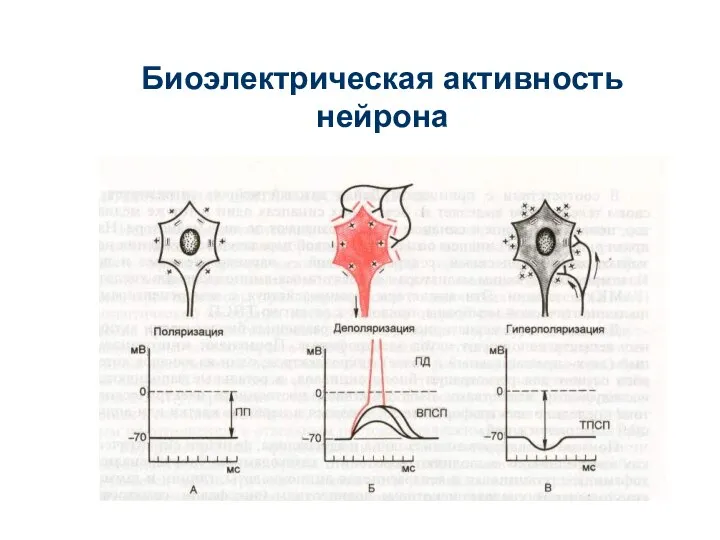 Биоэлектрическая активность нейрона