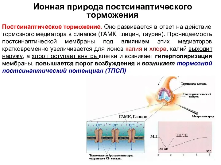 Ионная природа постсинаптического торможения Постсинаптическое торможение. Оно развивается в ответ на действие