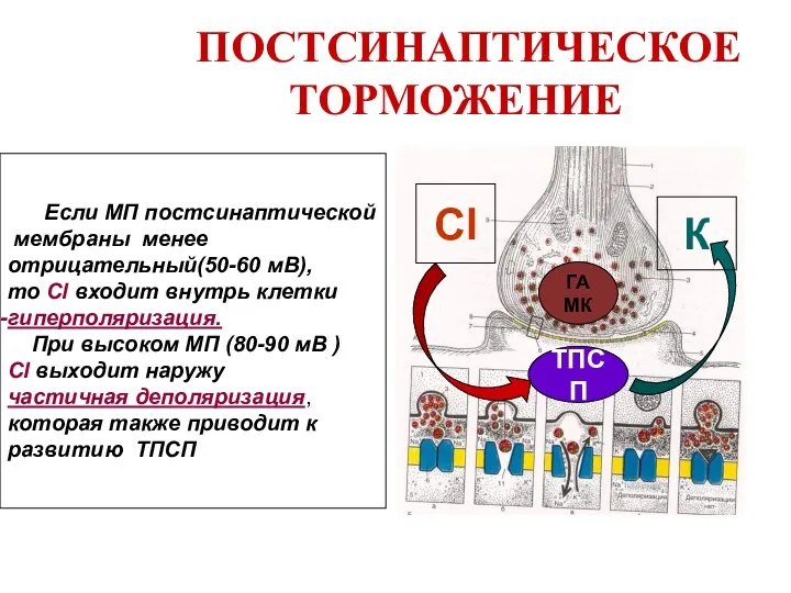 ПОСТСИНАПТИЧЕСКОЕ ТОРМОЖЕНИЕ ГАМК ТПСП Cl К Если МП постсинаптической мембраны менее отрицательный(50-60