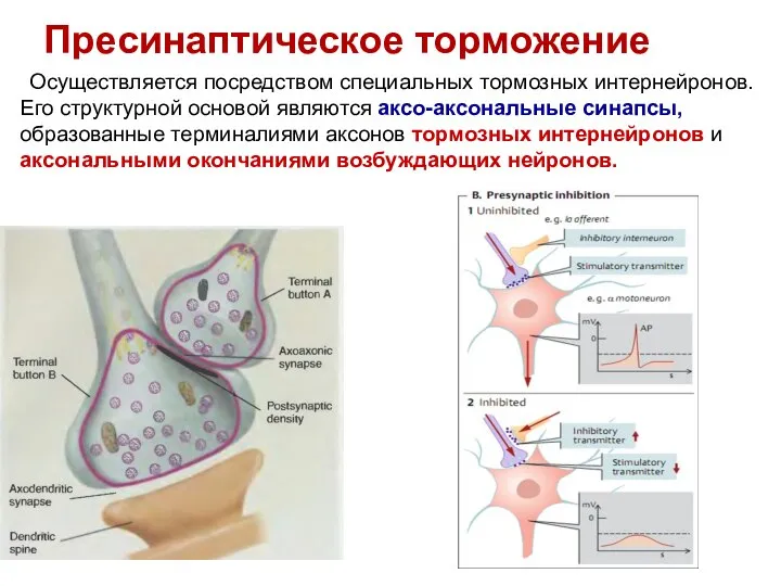 Пресинаптическое торможение Осуществляется посредством специальных тормозных интернейронов. Его структурной основой являются аксо-аксональные