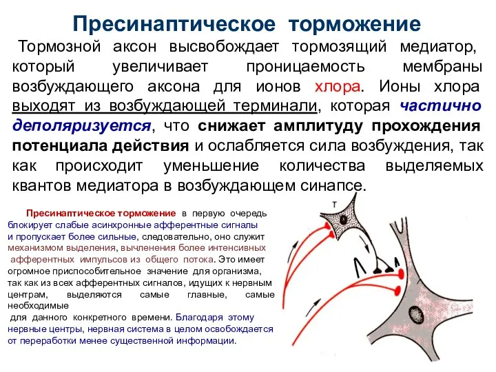 Пресинаптическое торможение Тормозной аксон высвобождает тормозящий медиатор, который увеличивает проницаемость мембраны возбуждающего