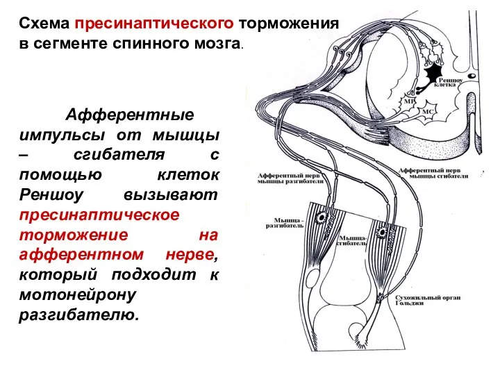 Афферентные импульсы от мышцы – сгибателя с помощью клеток Реншоу вызывают пресинаптическое