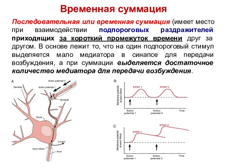 Временная суммация Последовательная или временная суммация (имеет место при взаимодействии подпороговых раздражителей