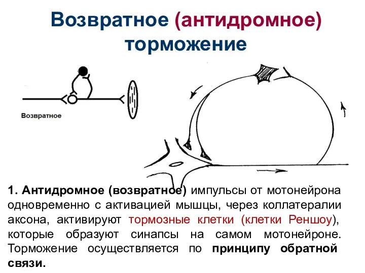 Возвратное (антидромное) торможение 1. Антидромное (возвратное) импульсы от мотонейрона одновременно с активацией