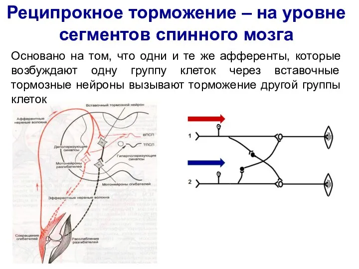 Реципрокное торможение – на уровне сегментов спинного мозга Основано на том, что