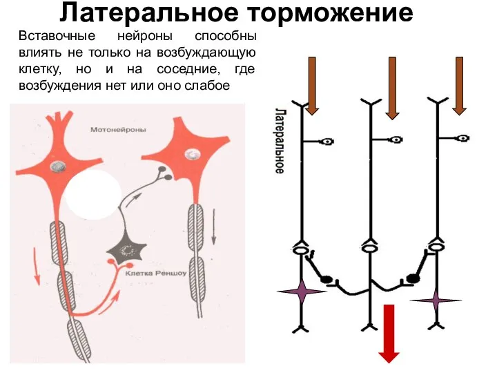 Латеральное торможение Вставочные нейроны способны влиять не только на возбуждающую клетку, но