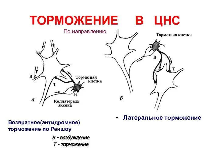 В - возбуждение Т - торможение ТОРМОЖЕНИЕ В ЦНС Латеральное торможение Возвратное(антидромное)