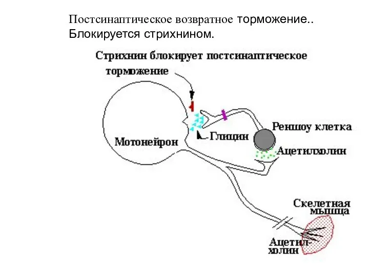 Постсинаптическое возвратное торможение.. Блокируется стрихнином.