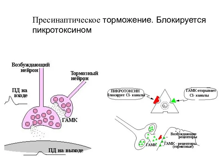 Пресинаптическое торможение. Блокируется пикротоксином