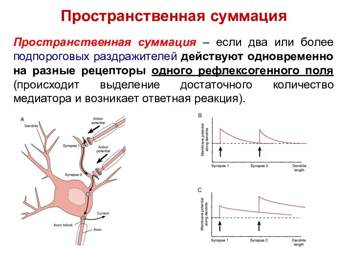 Пространственная суммация Пространственная суммация – если два или более подпороговых раздражителей действуют