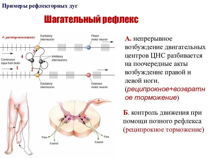 Шагательный рефлекс Примеры рефлекторных дуг А. непрерывное возбуждение двигательных центров ЦНС разбивается