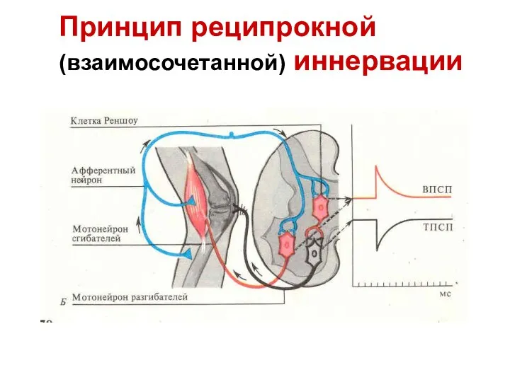 Принцип реципрокной (взаимосочетанной) иннервации