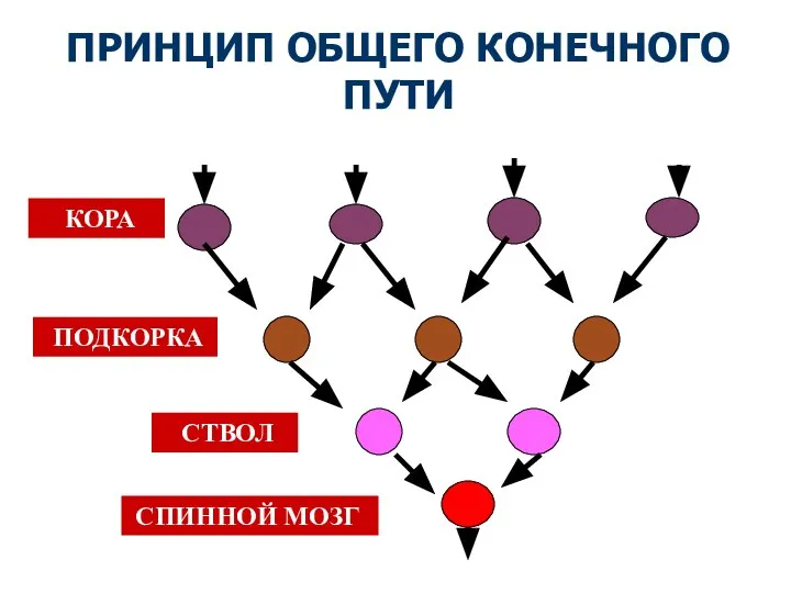 ПРИНЦИП ОБЩЕГО КОНЕЧНОГО ПУТИ КОРА ПОДКОРКА СТВОЛ СПИННОЙ МОЗГ