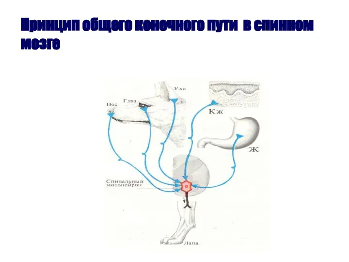 Принцип общего конечного пути в спинном мозге