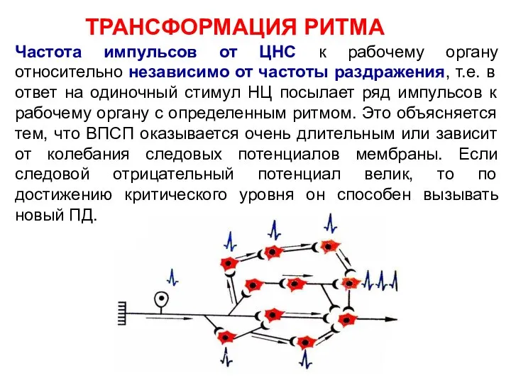 ТРАНСФОРМАЦИЯ РИТМА Частота импульсов от ЦНС к рабочему органу относительно независимо от