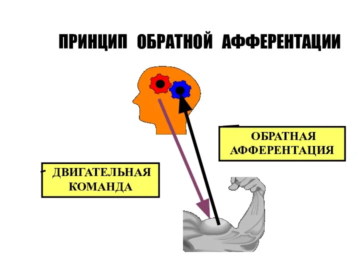 ПРИНЦИП ОБРАТНОЙ АФФЕРЕНТАЦИИ ДВИГАТЕЛЬНАЯ КОМАНДА ОБРАТНАЯ АФФЕРЕНТАЦИЯ