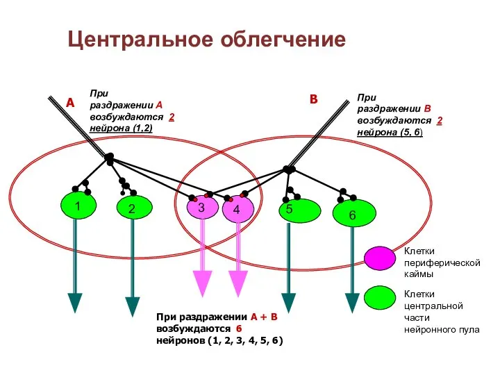 Центральное облегчение 1 2 3 4 5 6 А В При раздражении