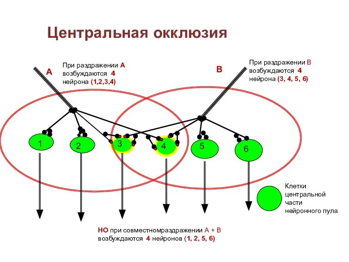 Центральная окклюзия 1 2 3 4 5 6 А В При раздражении