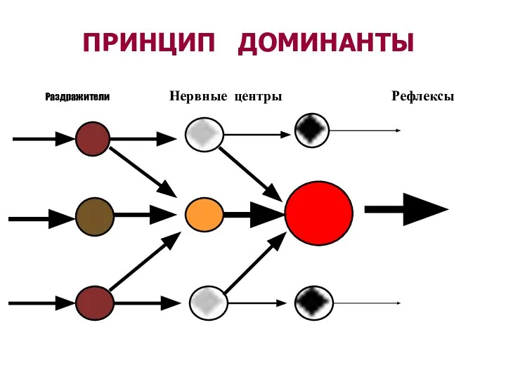 ПРИНЦИП ДОМИНАНТЫ Раздражители Нервные центры Рефлексы