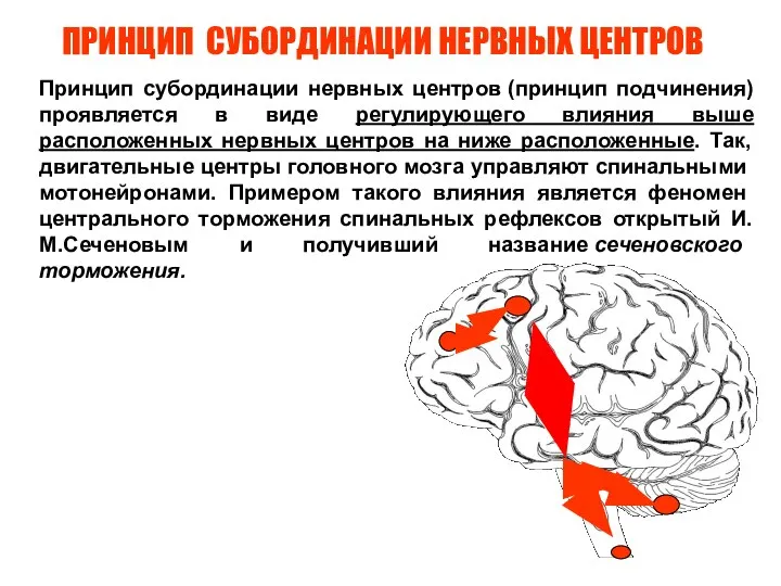 ПРИНЦИП СУБОРДИНАЦИИ НЕРВНЫХ ЦЕНТРОВ Принцип субординации нервных центров (принцип подчинения) проявляется в