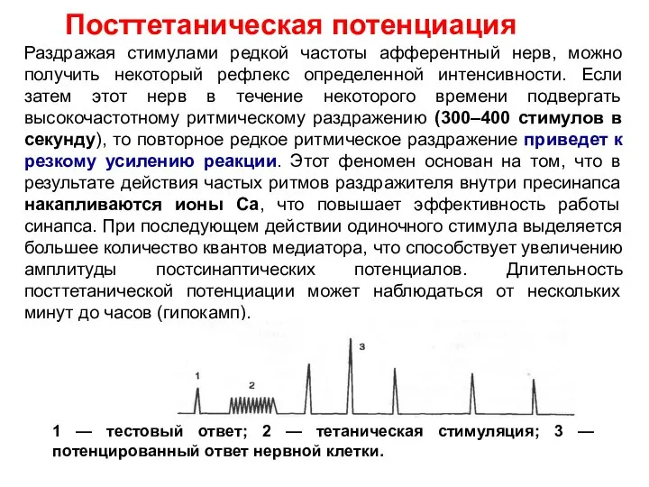 Посттетаническая потенциация Раздражая стимулами редкой частоты афферентный нерв, можно получить некоторый рефлекс