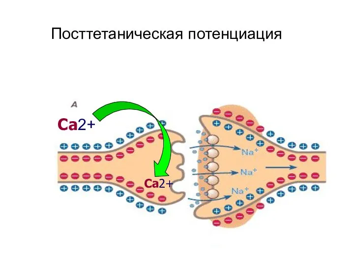 Посттетаническая потенциация Са2+ Са2+