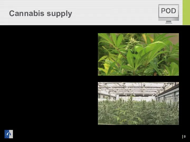 Cannabis supply Domestic production up Cultivation of plants high in THC Potency