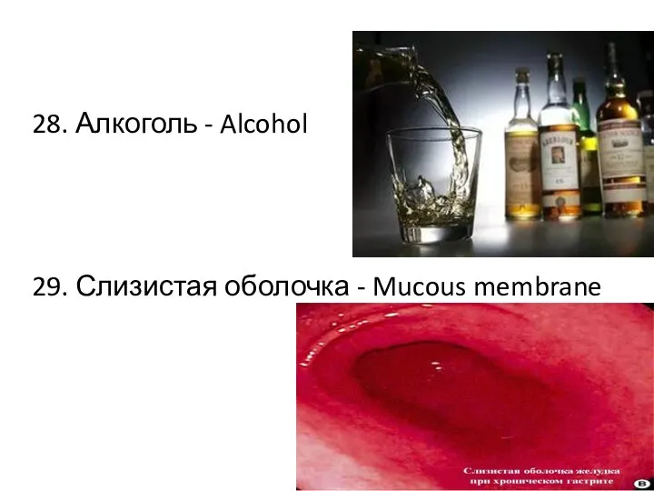28. Алкоголь - Alcohol 29. Слизистая оболочка - Mucous membrane