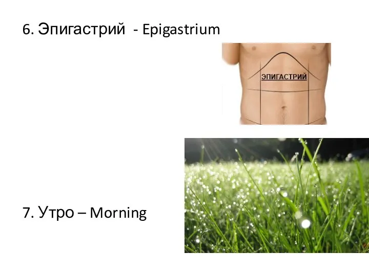 6. Эпигастрий - Epigastrium 7. Утро – Morning