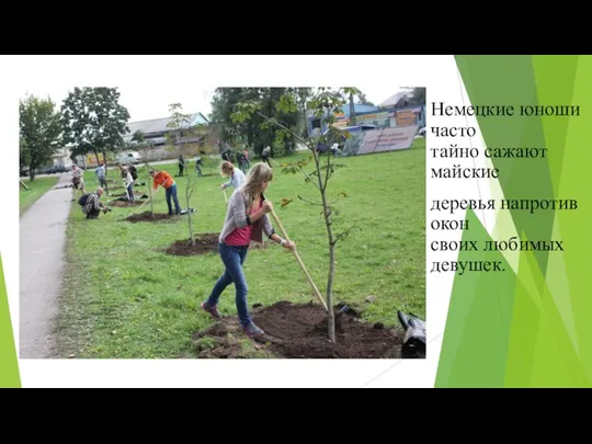 Немецкие юноши часто тайно сажают майские деревья напротив окон своих любимых девушек.