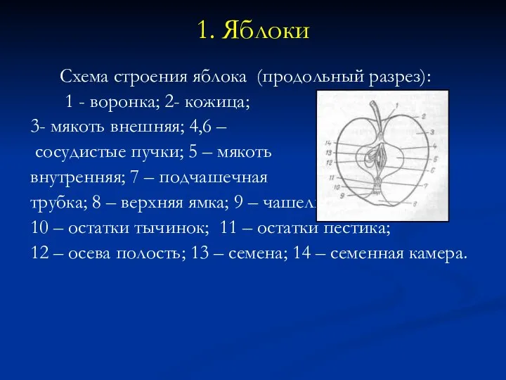 1. Яблоки Схема строения яблока (продольный разрез): 1 - воронка; 2- кожица;