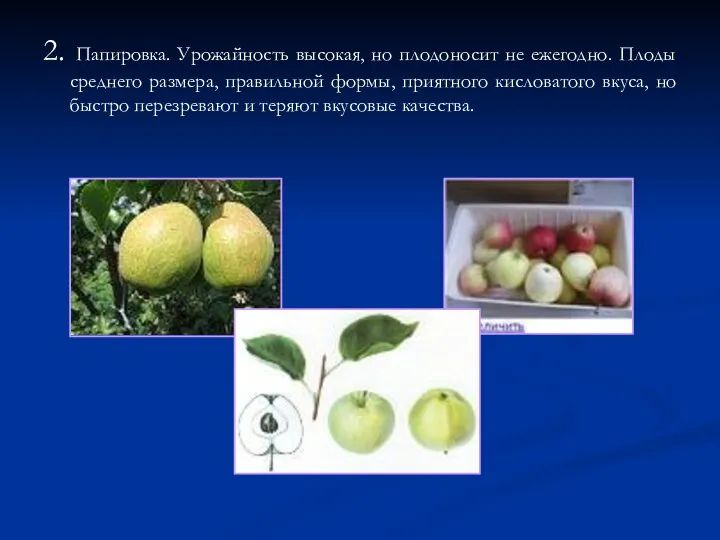 2. Папировка. Урожайность высокая, но плодоносит не ежегодно. Плоды среднего размера, правильной