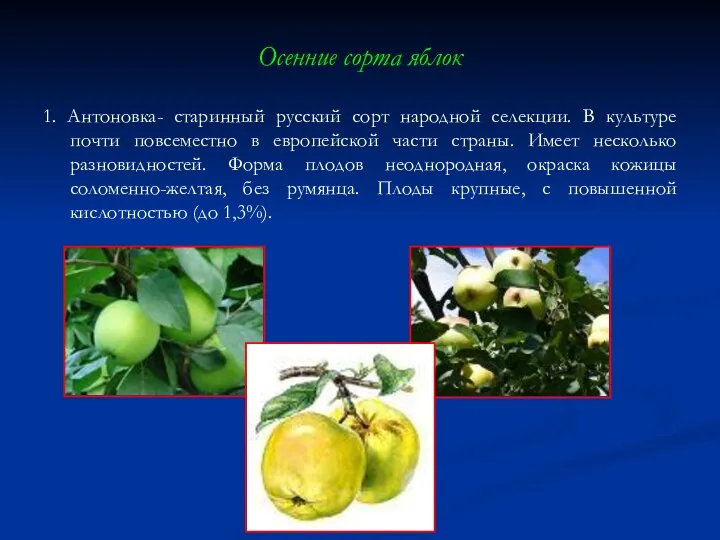 Осенние сорта яблок 1. Антоновка- старинный русский сорт народной селекции. В культуре