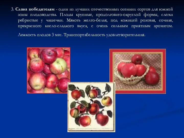 3. Слава победителям - один из лучших отечественных осенних сортов для южной