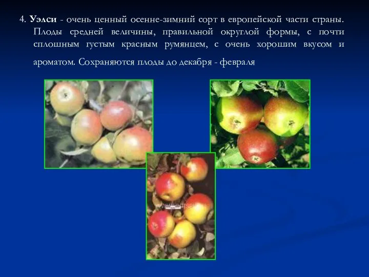 4. Уэлси - очень ценный осенне-зимний сорт в европейской части страны. Плоды