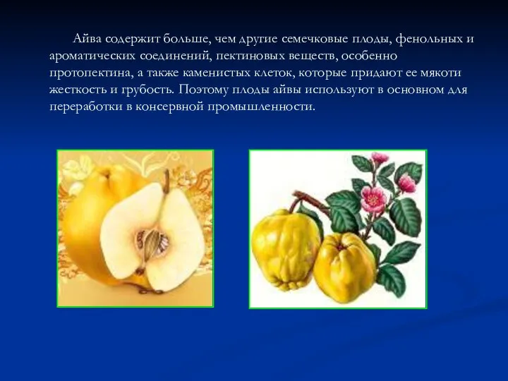 Айва содержит больше, чем другие семечковые плоды, фенольных и ароматических соединений, пектиновых