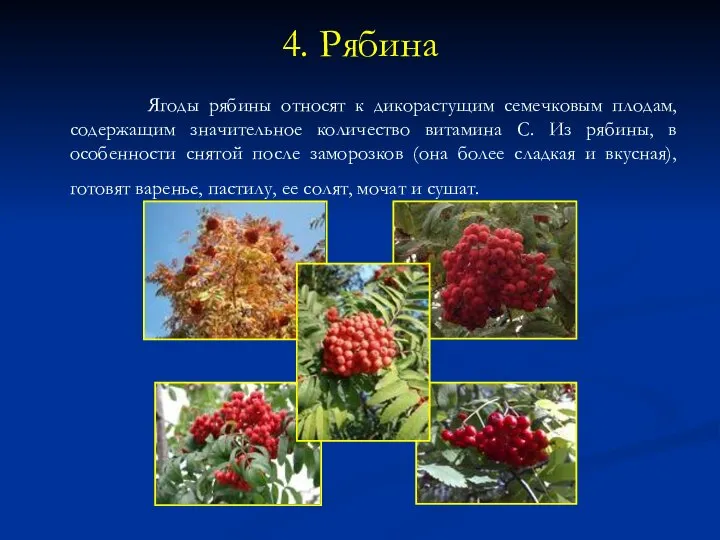 4. Рябина Ягоды рябины относят к дикорастущим семечковым плодам, содержащим значительное количество