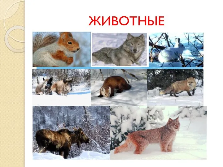 ЖИВОТНЫЕ